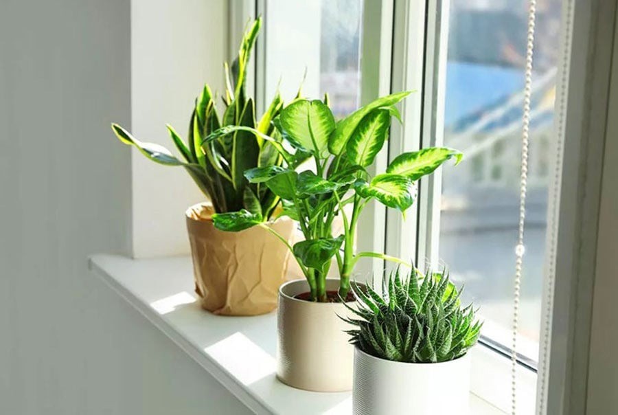 10 mẹo làm mát nhà đơn giản - hình 9